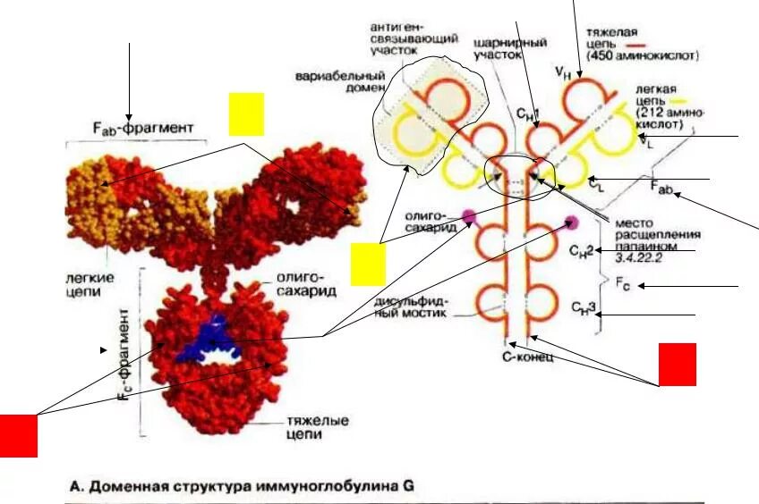 Иммуноглобулин и катионный белок. FC фрагмент иммуноглобулина g. Доменное строение иммуноглобулинов. Функции FC фрагмента иммуноглобулина. Строение белка иммуноглобулина.