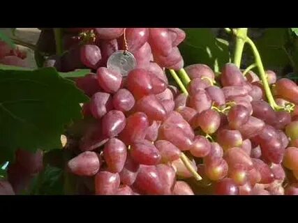 Сорт винограда 3 1