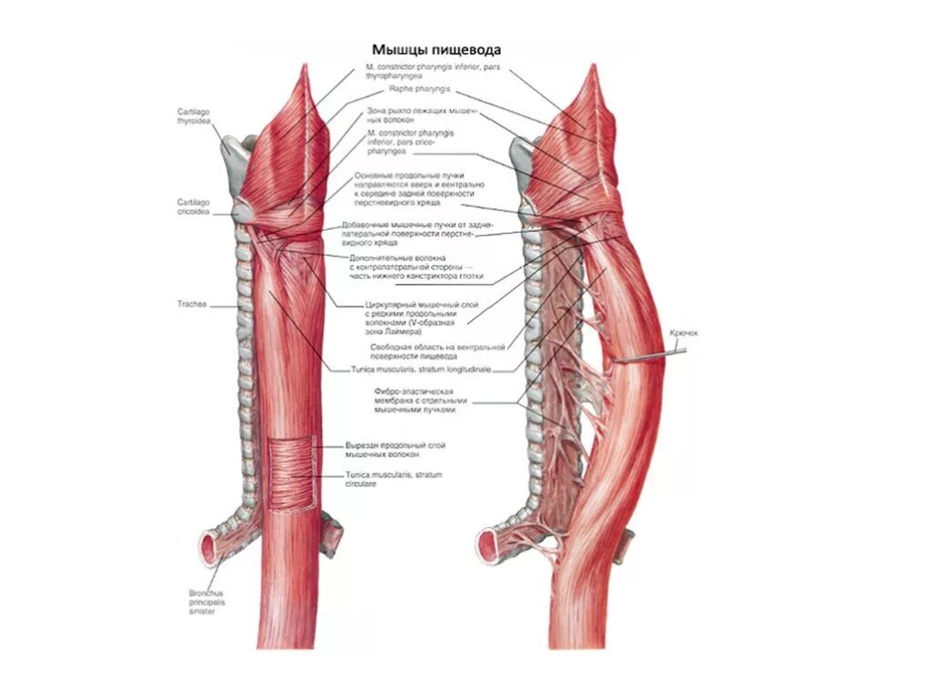 Пищевод 3 части. Топография пищевода анатомия. Синтопия пищевода анатомия. Шейный отдел пищевода анатомия. Синтопия грудного отдела пищевода топографическая анатомия.