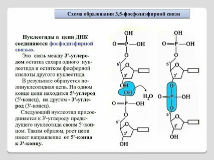 Длина участка молекулы днк составляет 510 нм