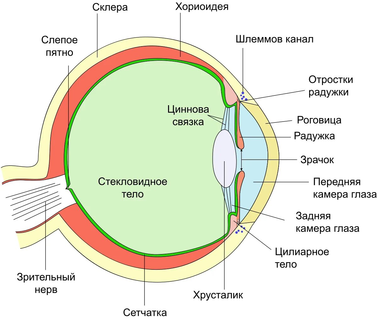 Структура глазного яблока схема. Схематическое строение глазного яблока. Схема строения оболочек глазного яблока. Схема глазного яблока анатомия. Склера сетчатка слепое