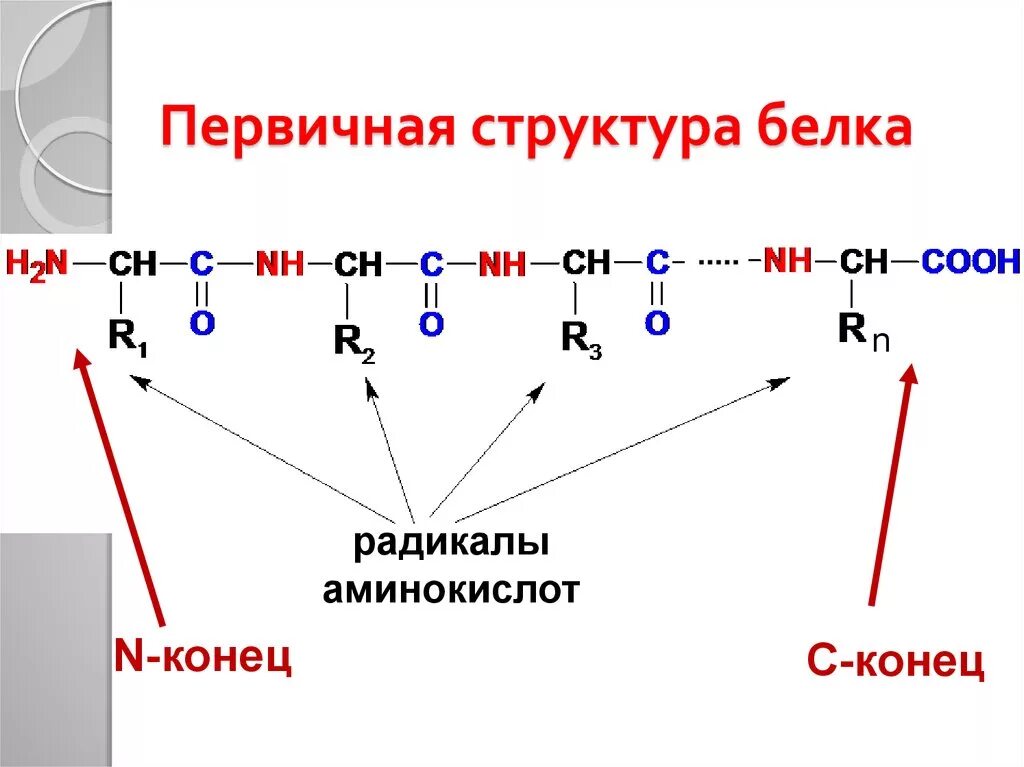 Образование полипептидной связи. Первичная структура белка. Первиная структура елка. Строение белков первичная структура. Перваичная структура белк.