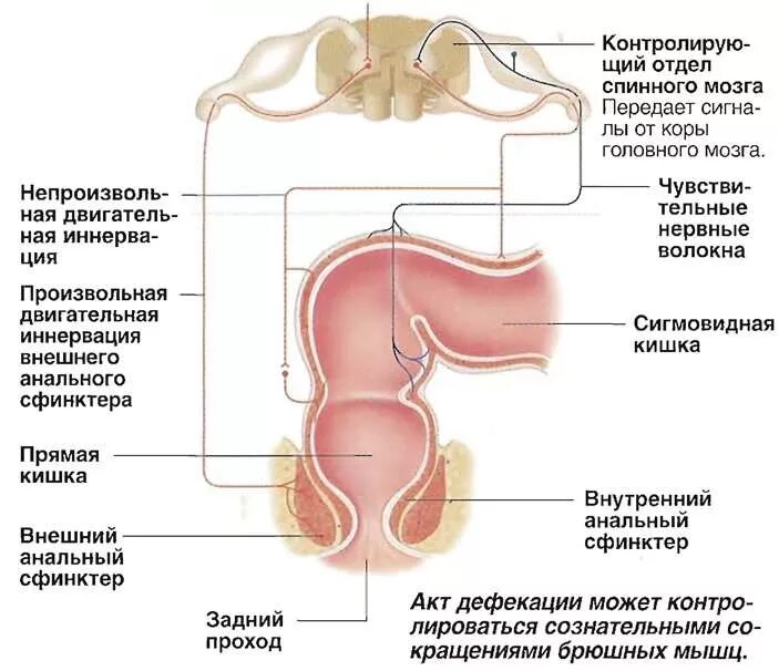 Ощущение в прямой кишке. Акт дефекации физиология схема. Акт дефекации прямой кишки. Процесс дефекации схема. Опорожнение прямой кишки схема.