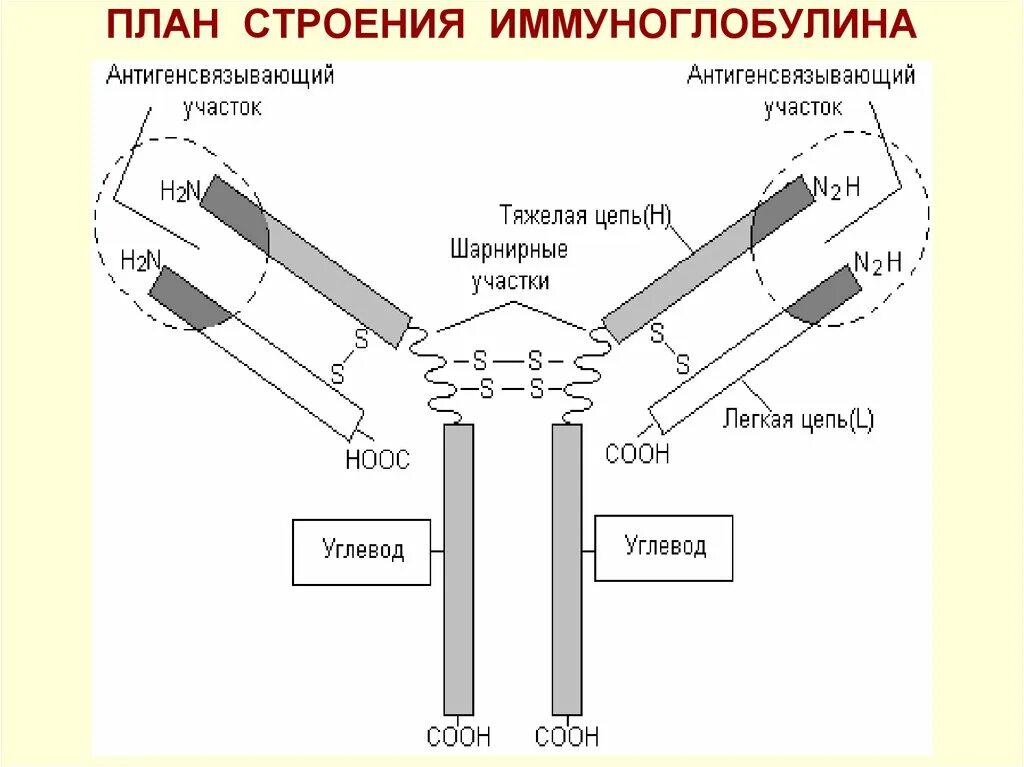 Схема иммуноглобулина. Строение мономера иммуноглобулина. Структура иммуноглобулина биохимия. Строение иммуноглобулинов иммунология. Строение иммуноглобулина g иммунология.