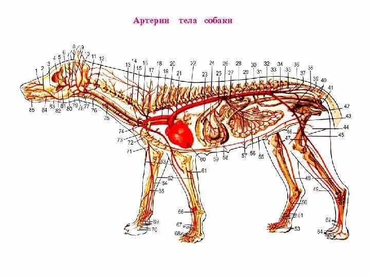 Кровеносная система собаки. Кровеносная система собаки анатомия. Анатомия собаки внутренние органы и скелет. Анатомия собаки кости органы. Мускулатура млекопитающих