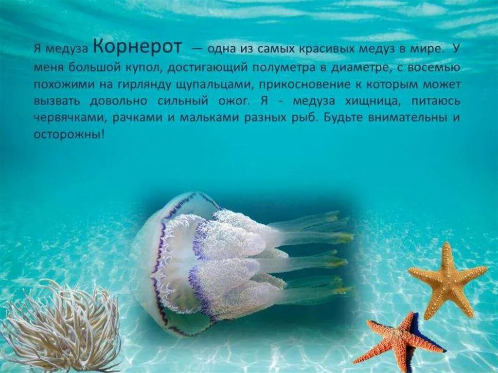 Морские обитатели. Обитатели черного моря. Морские животные черного моря. Обитатели морей сообщение