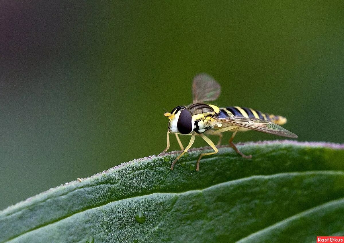 Взломанная мимикрия. Взломанная мимикрия. Мимикрия у растений. Мимикрия это в биологии. Взломанная мимикрия.