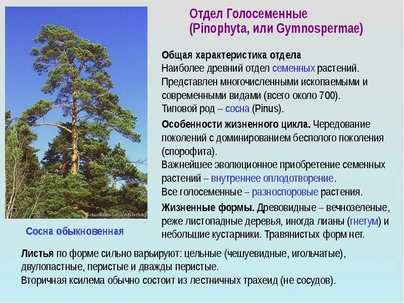 Общие признаки хвойных растений. Характерные признаки сосны. Хвойные голосеменные растения 5 класс биология. Голосеменные растения можжевельник. Характерные признаки сосны.
