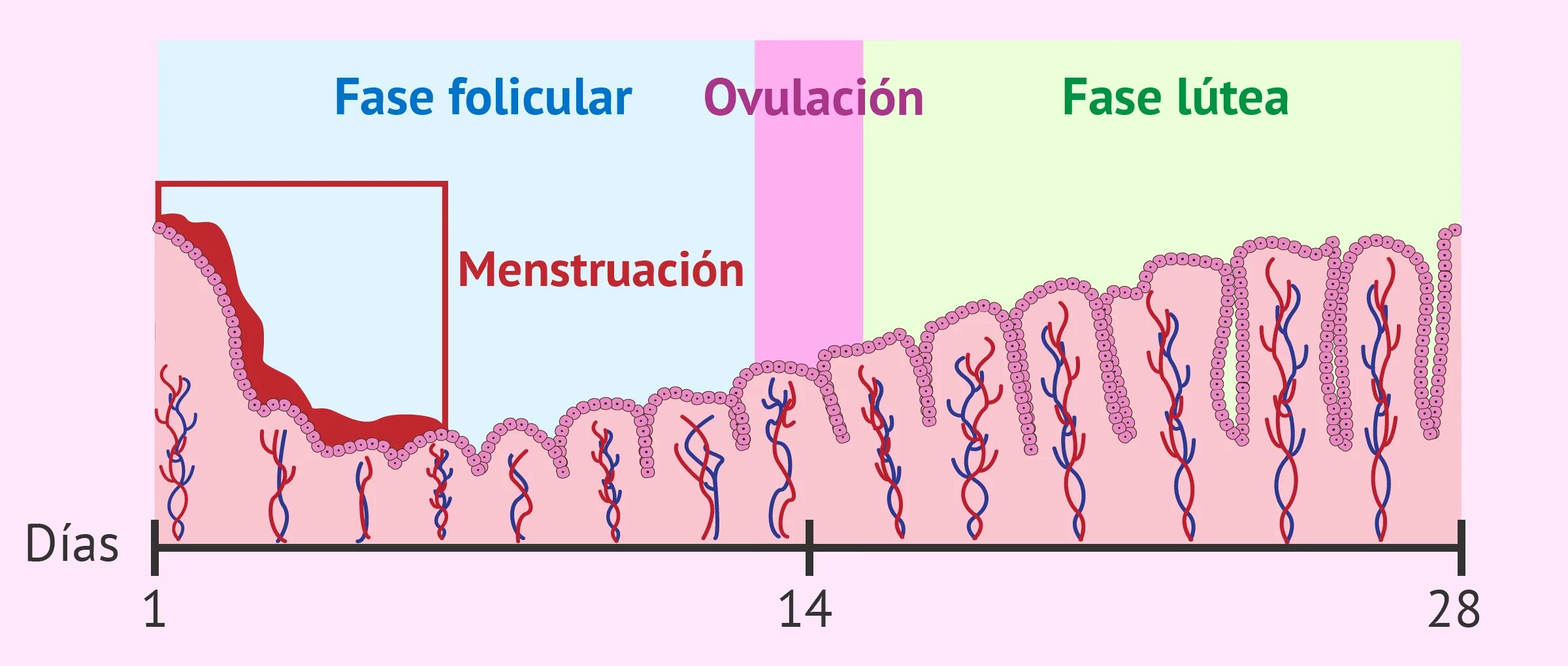 14 dias de menstruacion