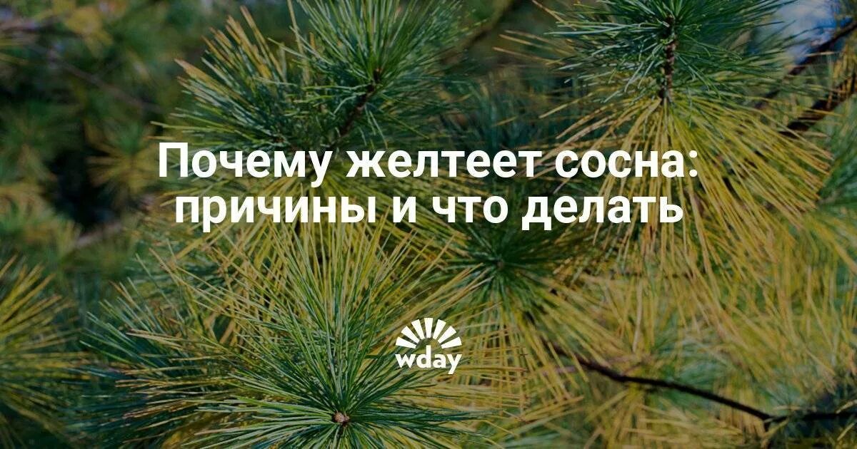 Почему сосна хвойная. Пожелтение хвои сосна Горная. Сосна пожелтела. После зимы сосна пожелтела. Пожелтение хвои сосны весной.