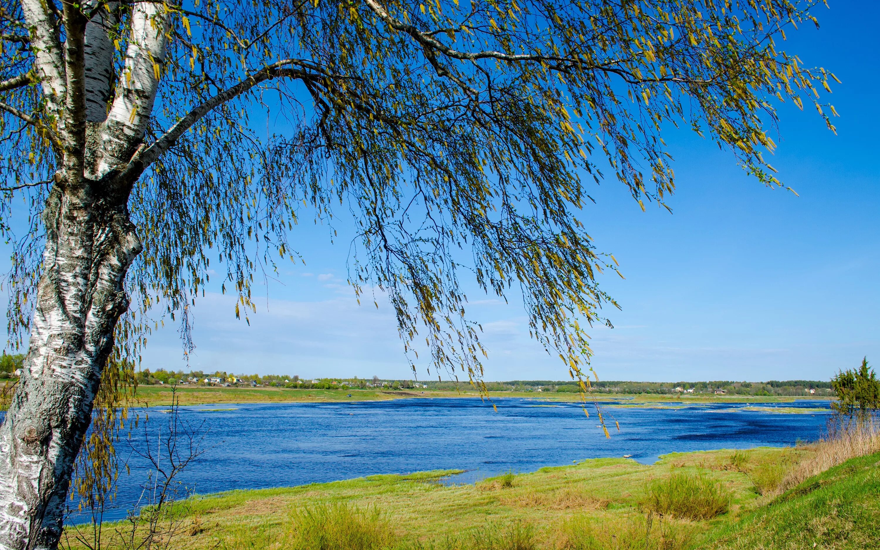 Река Волга природа береза. Брянск река Березка. Река Волга березы. Волга река Березка. Песня природа природа минус