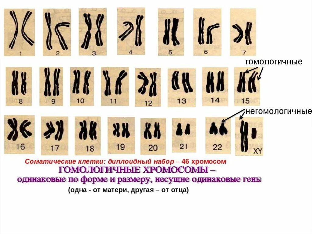 Диплоидный набор хромосом человека сколько. Диплоидный набор хромосом. Диплоидный набор хромосом соматической клетки. Гаплоидный и диплоидный набор хромосом. Диплоидные хромосомы набор хромосом.