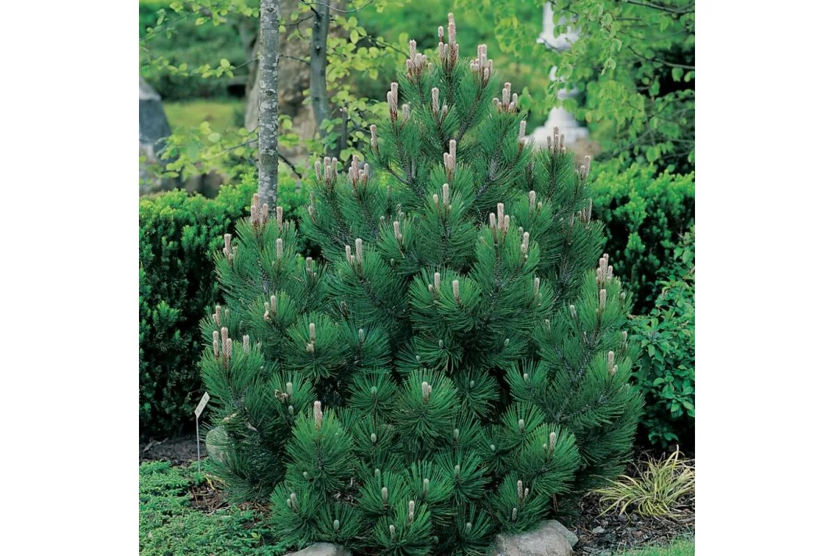 Pinus heldreichii. Pinus heldreichii