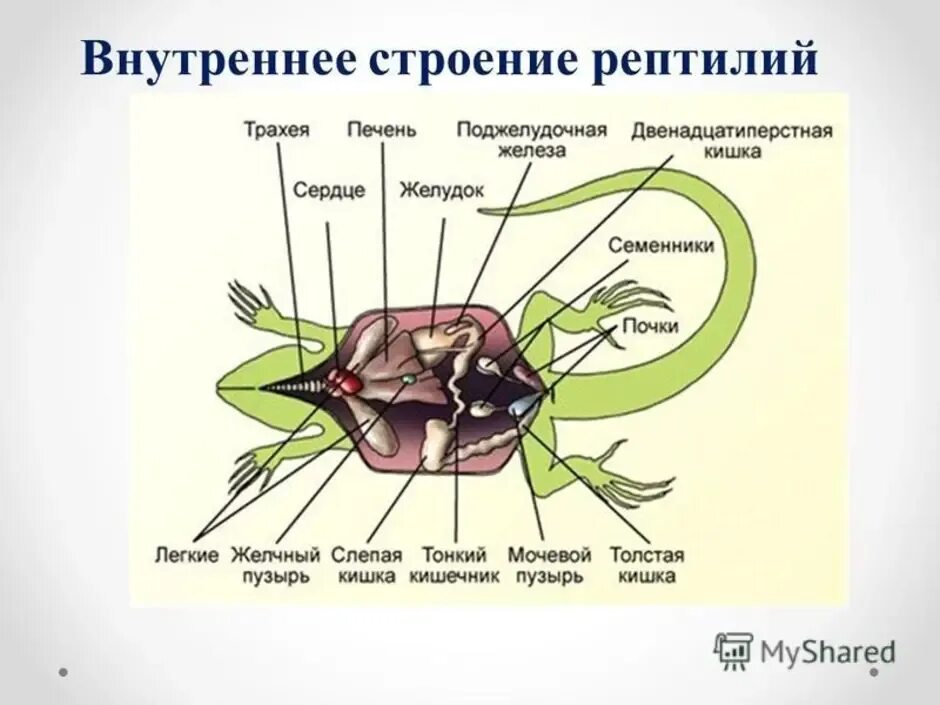 Примыкающие строения. Внутреннее строение прыткой ящерицы. Пищеварительная система рептилий 7 класс. Внутреннее строение пресмыкающихся. Внутреннее строение рептилий.