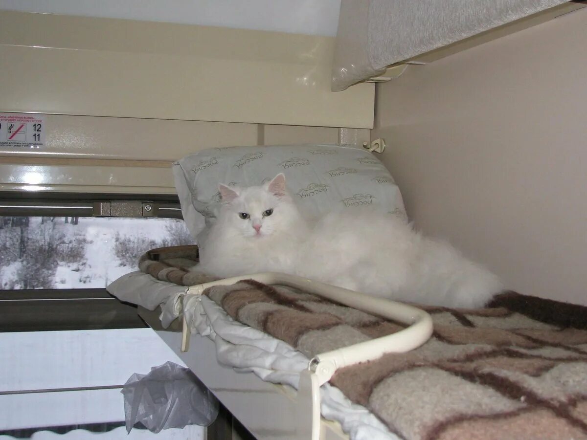Провоз кота в поезде. Кот в поезде. Тяжело ли провезти кота в тайланд. Кот в плацкарте. Перевоз кошки в поезде.