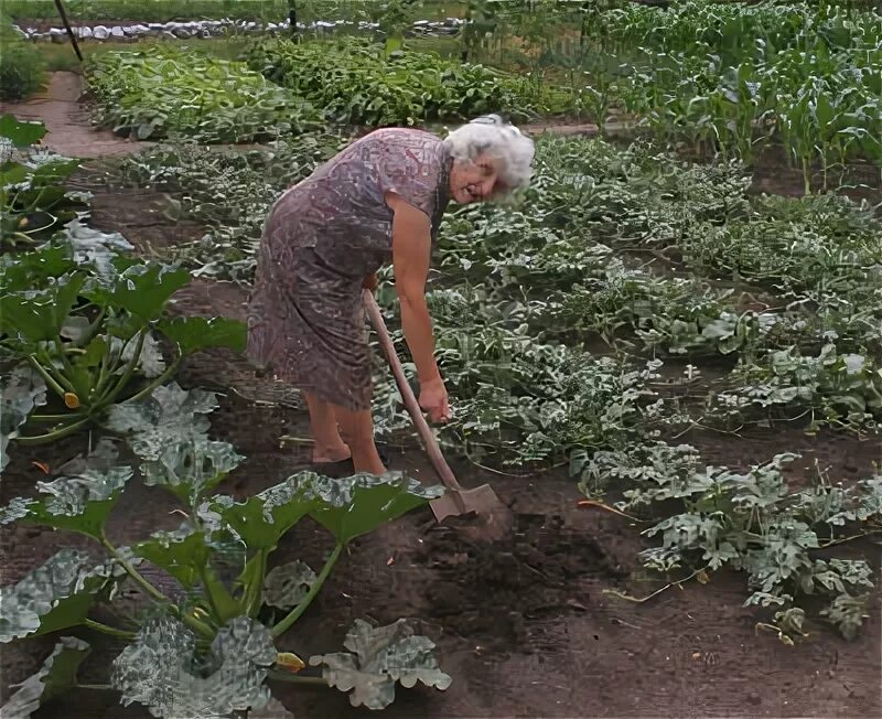 Бабушка в огороде. Бабушка на грядке. Бабки в огороде. Бабуля с тяпкой. Бабушка поллета
