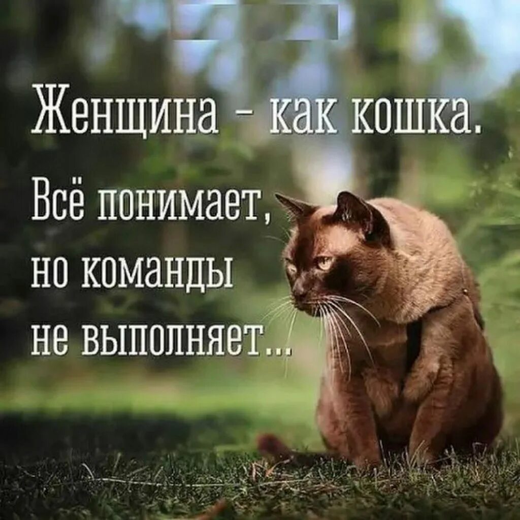 Картинка цитаты юмор. Смешные цитаты. смешные фразы. смешные высказывания. мемные фразы.