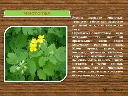 Соком чистотела лечат заболевания кожи