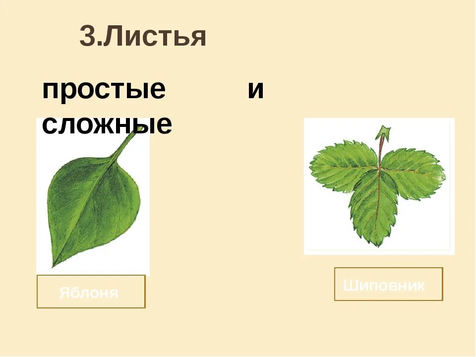 Шиповник сложное или простое. Лист яблони простой или сложный. Тип листа яблони. Лист яблони простой. Лист шиповника простой или сложный.