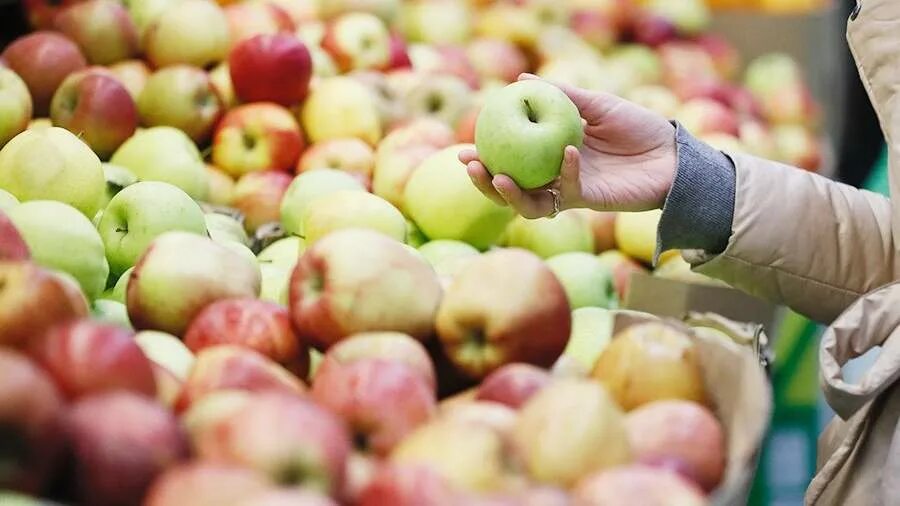 яблоня черный бриллиант. секай ши яблоня саженцы. фрукты европейский. яблоня сорт секаи ши. яблоках сорта sekai-ichi.