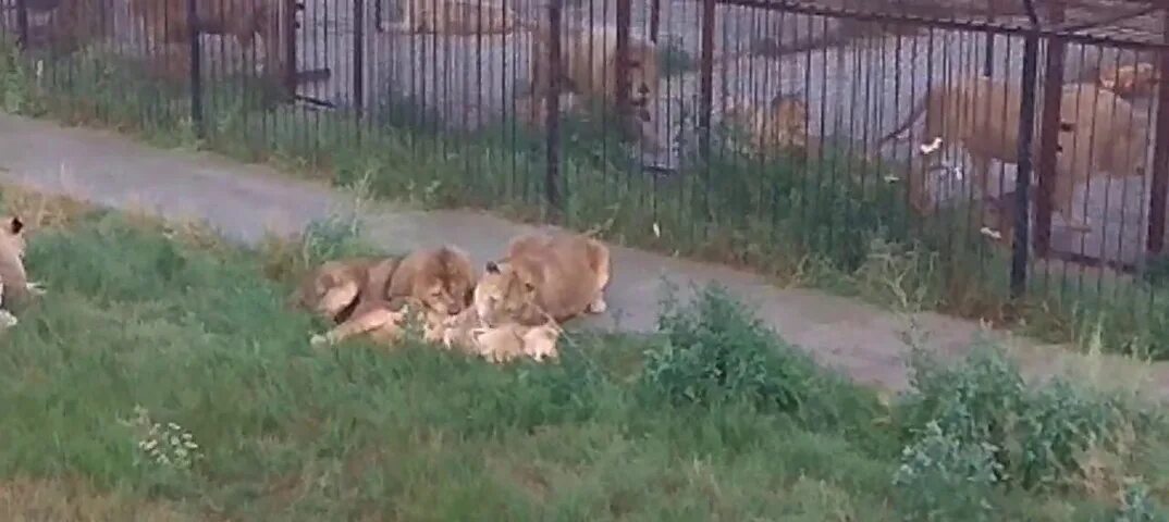 Львята асада и шерхан и симба тайган. Львицы напали на Льва в зоопарке.