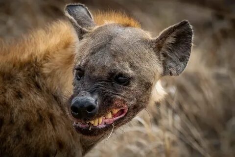 Scary animals