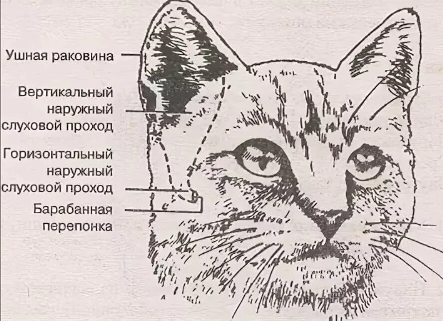 Строение ушной раковины кошки. Строение кошачьего уха снаружи. У каких животных есть ушная раковина