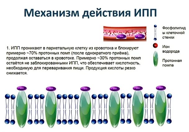 Ингибиторы протонной помпы нового поколения. Ингибиторы протонной помпы последнего поколения. Ингибиторы протонного насоса препараты. Ингибиторы протонного насоса действие. Ингибиторы протонной помпы механизм.