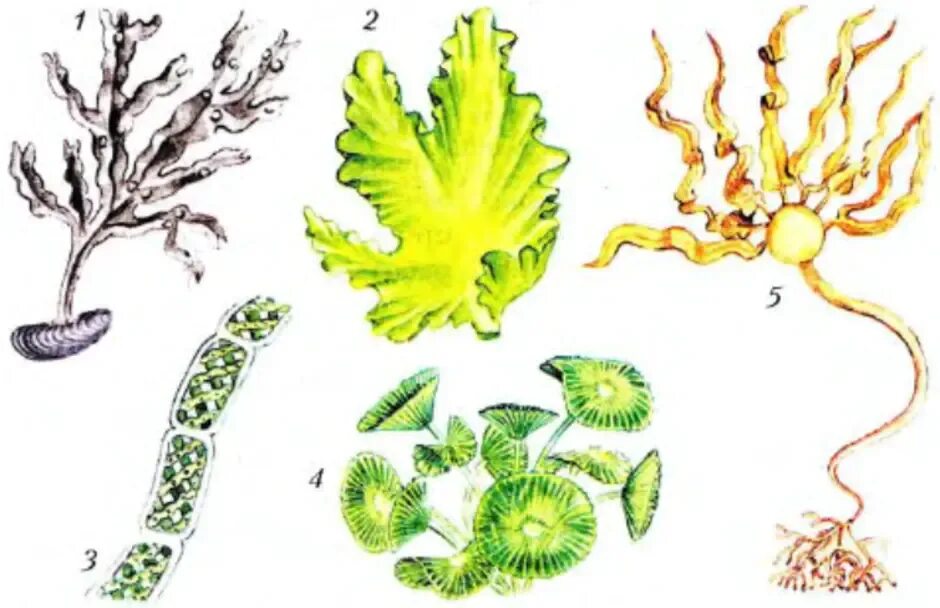 Водоросли организме человека. Отдел зеленые водоросли Ульва. Таллом водоросли Ульва. Ульва бурые водоросли. Многообразие водорослей фукус Ульва.