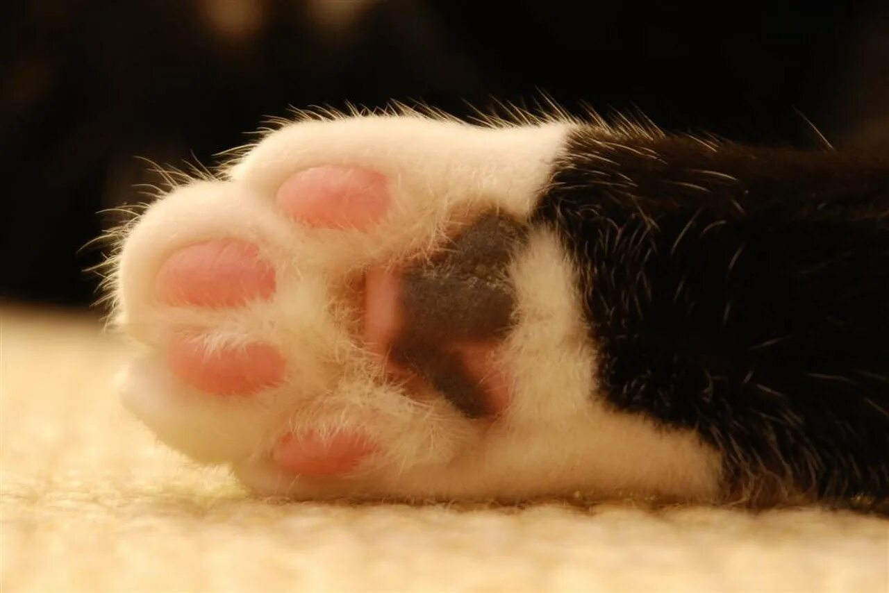 Цвет подушечек лап у кошек. Подушечки лап. кошачьи подушечки. лапка котика. подушечки лап у кошек.