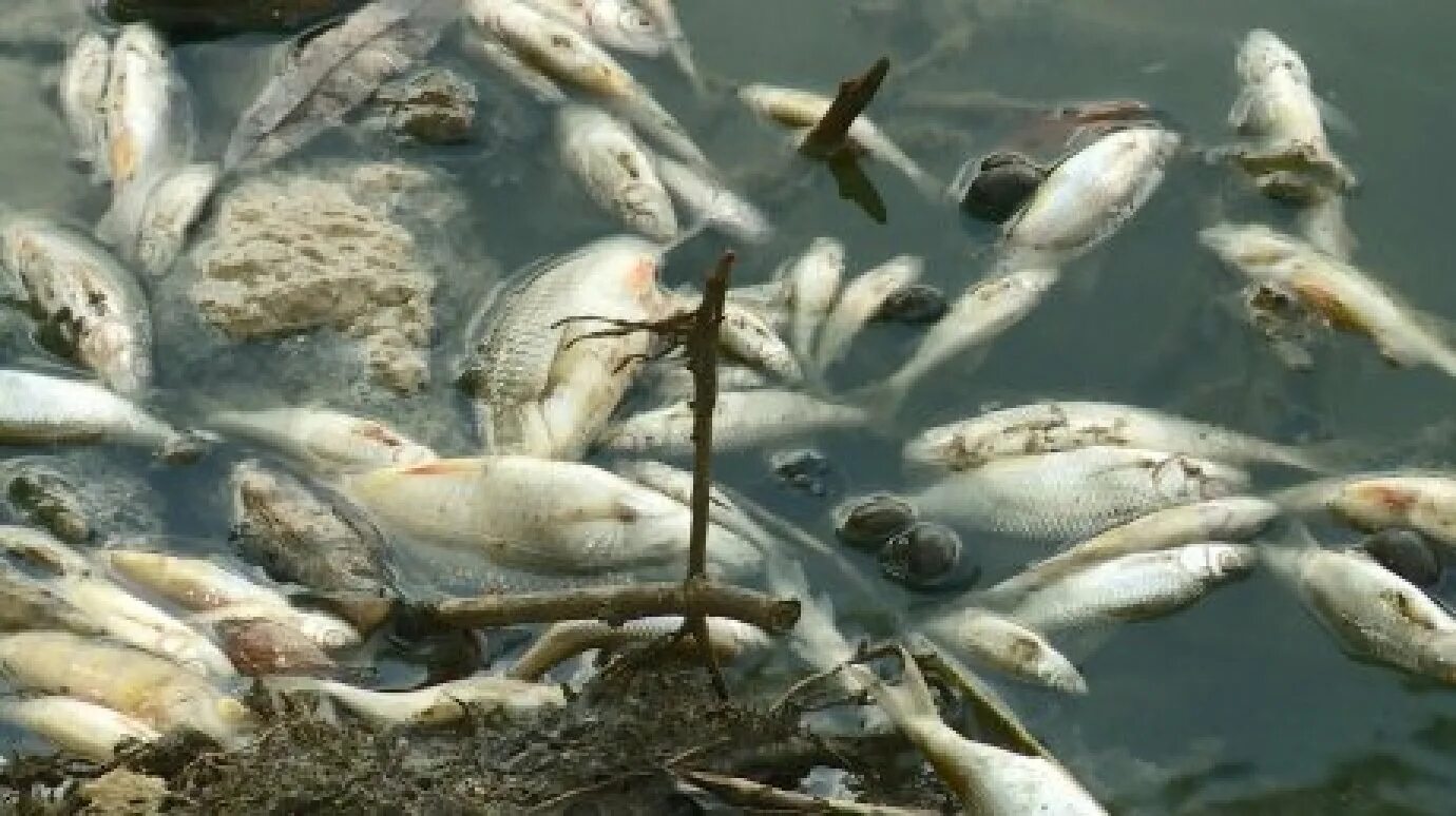 Весенний мор рыбы. Рыбы под водой. Гибель рыбы из за загрязнения. Гибель рыбы в Суре.