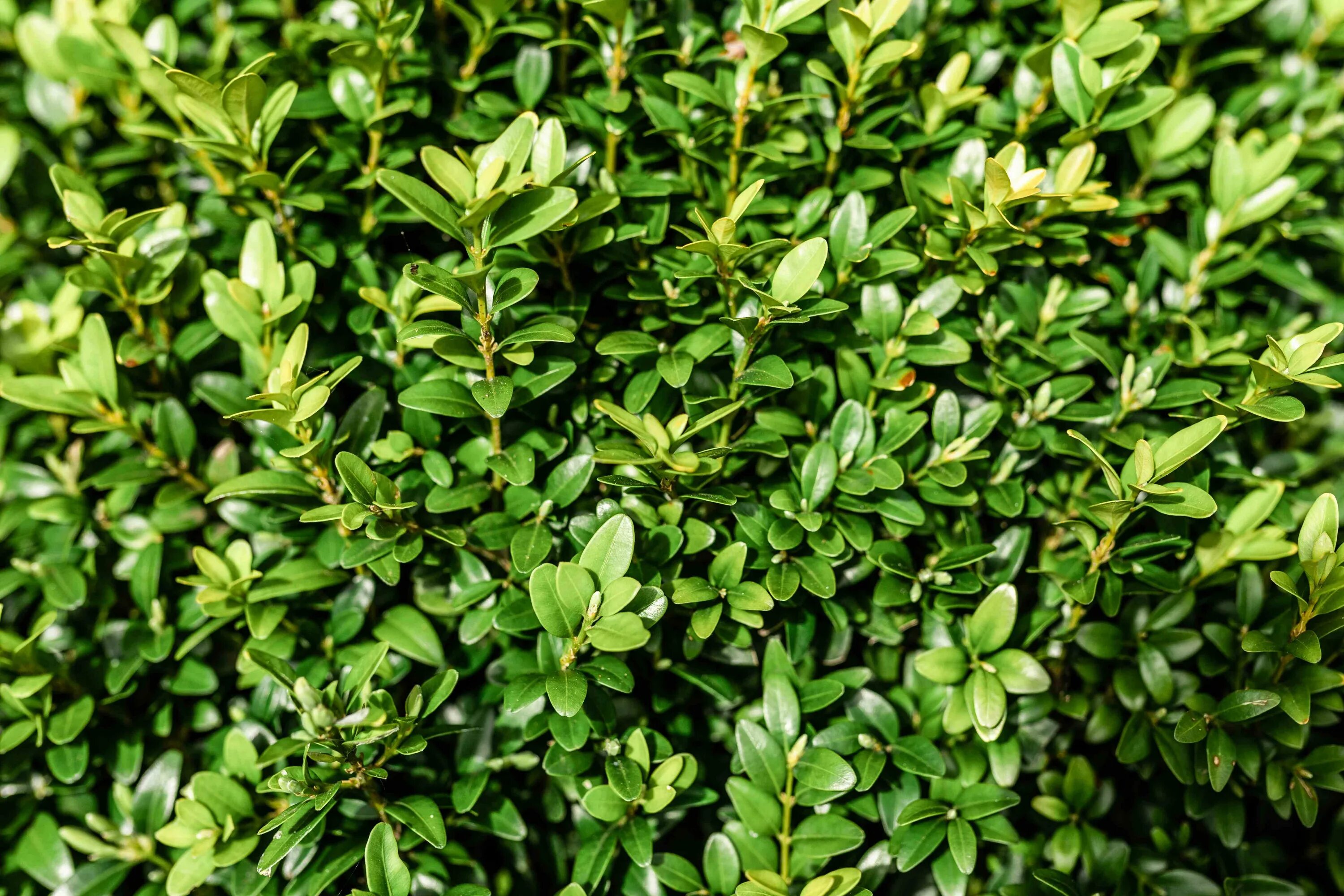 Buxus sempervirens самшит. Buxus sempervirens Aureovariegata самшит. Самшит обыкновенный Буксус. Самшит вечнозелёный.