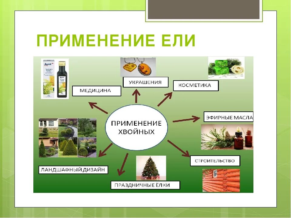 Каково значение хвойных растений в природе назовите. Использование ели человеком. Где используется ель человеком. Как человек использует ель. Использование сосны и ели человеком.