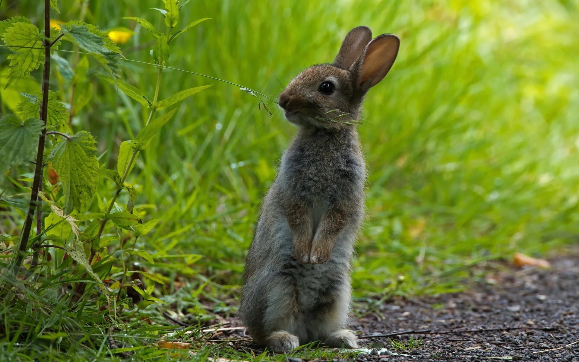 Айдахский кролик Пигмей. Заяц. Заяц Лесной. Зайчик в лесу. Аккуратные животные