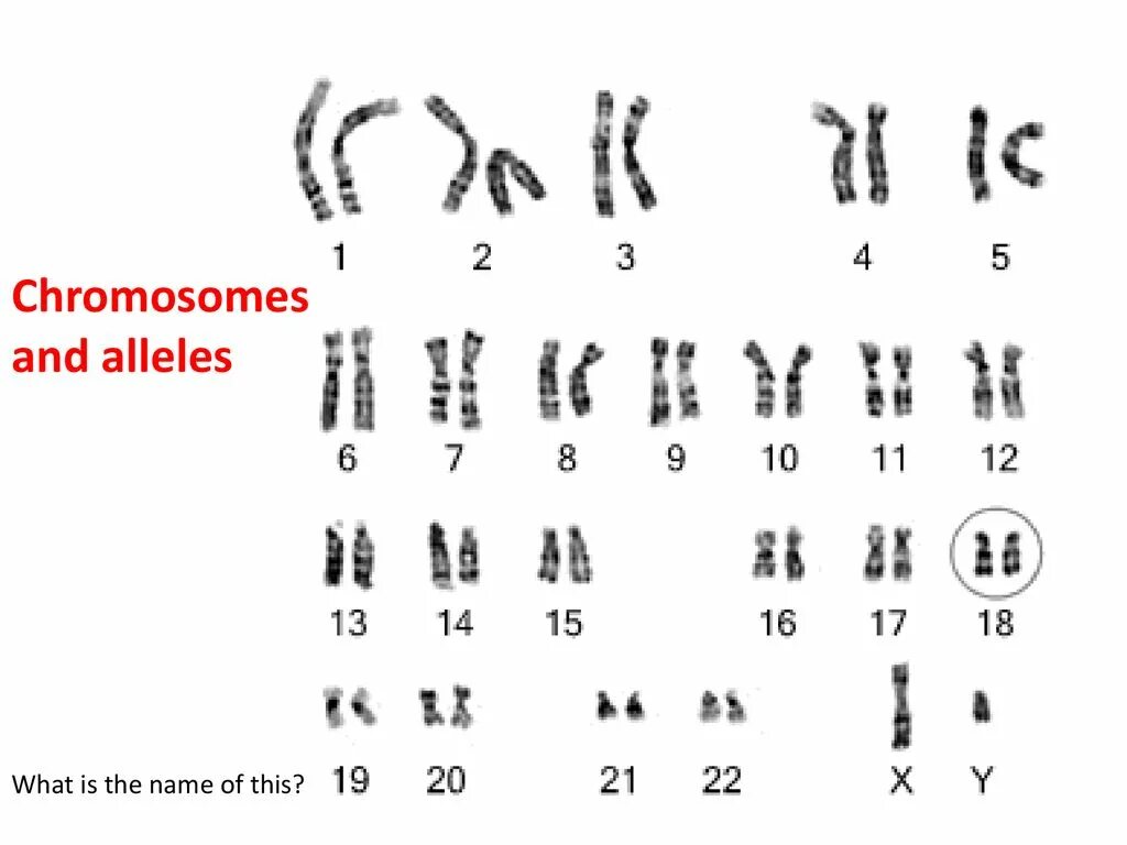 Хромосомы краба. 46,XY нормальный мужской кариотип. Кариотип шимпанзе. Кариотип человека и шимпанзе. Хромосома.