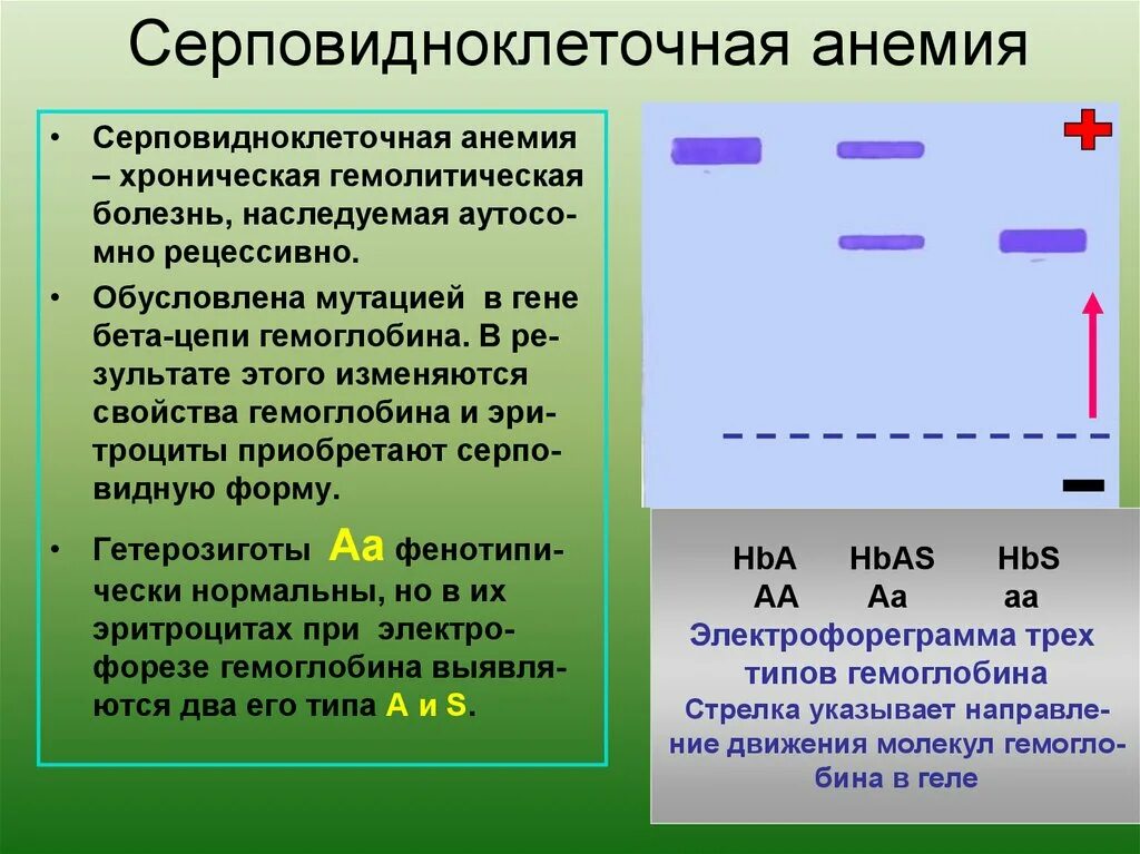 Серповидн клеточная анемия. Серповидноклеточная анемия генотип. Генотип серповидно клеточной аннмии. Серповидно клеточнвя анемия. Аллель и аллельные гены