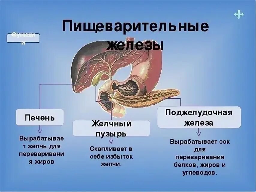 Какую функцию выполняют пищеварительные железы. Печень и поджелудочная железа анатомия. роль печени и поджелудочной железы. печень и поджелудочная железа строение и функции. функции пищеварительных желез.