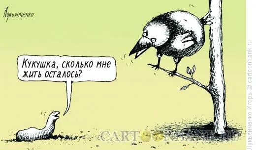 Мемы про кукушку. Кукушка за рекой сколько жить осталось. Кукушонок юмор. Кукушка за рекой сколько жить осталось. Кукушка за рекой сколько жить осталось.