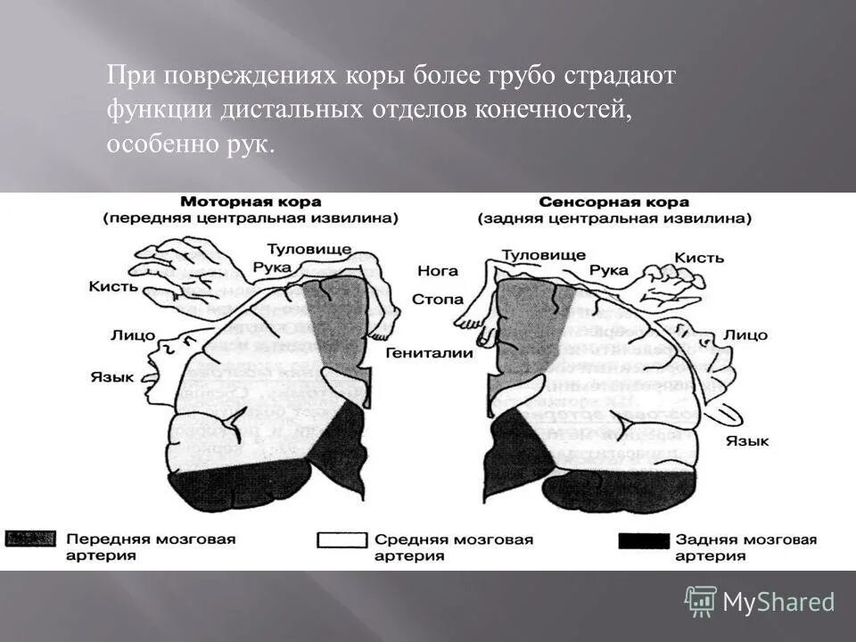 формирование коры мозга