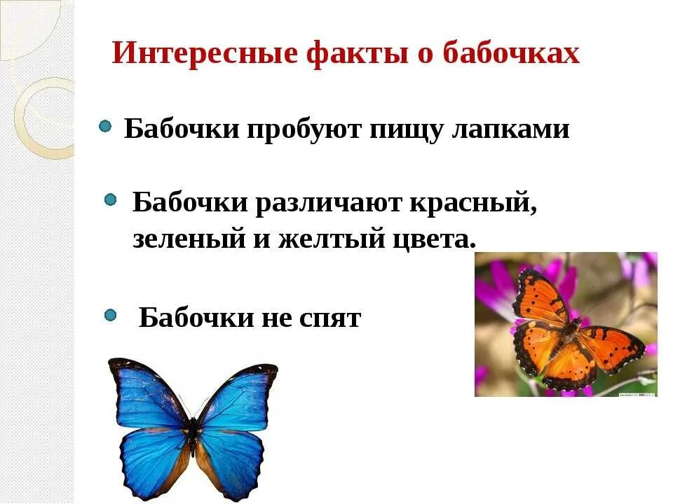 Рассказ о бабочках 2 класс. Интересные факты о бабочках. Интересеные факт ыо баочках. Интересные факты о бабочках для детей. Интересный рассказ о бабочках.