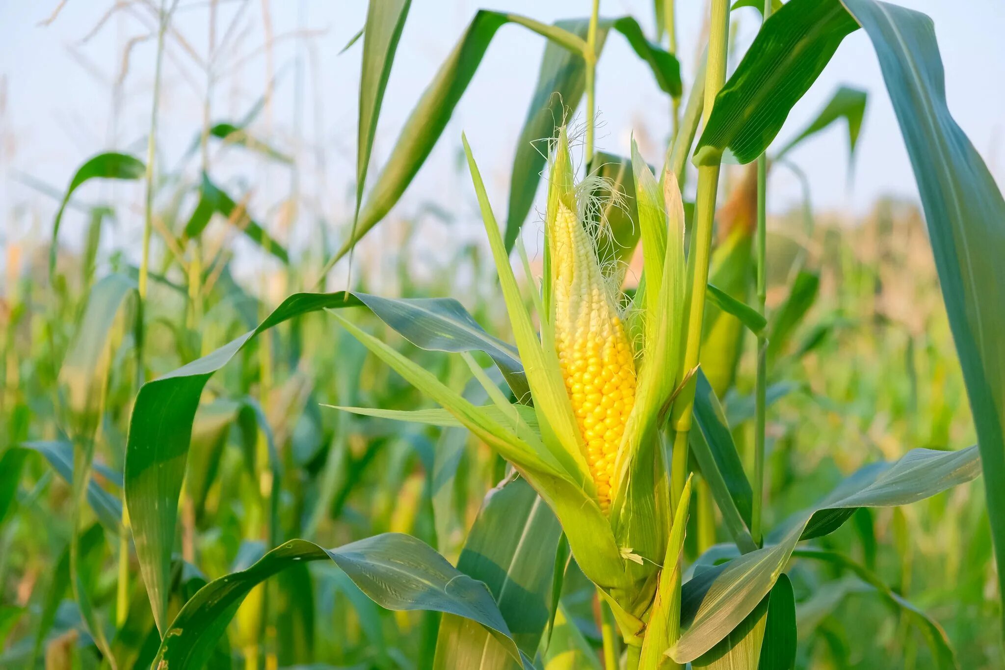 Corn me. Кукуруза обыкновенная соцветие. Кукуруза злаковое растение. Кукуруза обыкновенная Фармакогнозия. Кукуруза - Zea Mays l..