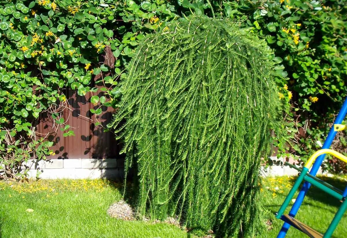 Ива свердловская плакучая. Ива сорта. Ива сорта. Ива цельнолистная пендула. Ива шверина плакучая.