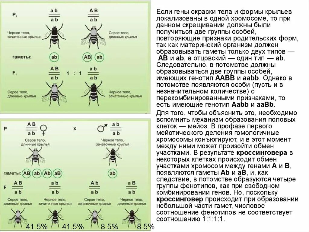 Х-хромосома у дрозофил. Скрещивание хромосом. Локализованы в одной хромосоме. Схемы скрещивания с хромосомами.