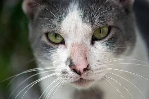 Черный нос у кошки