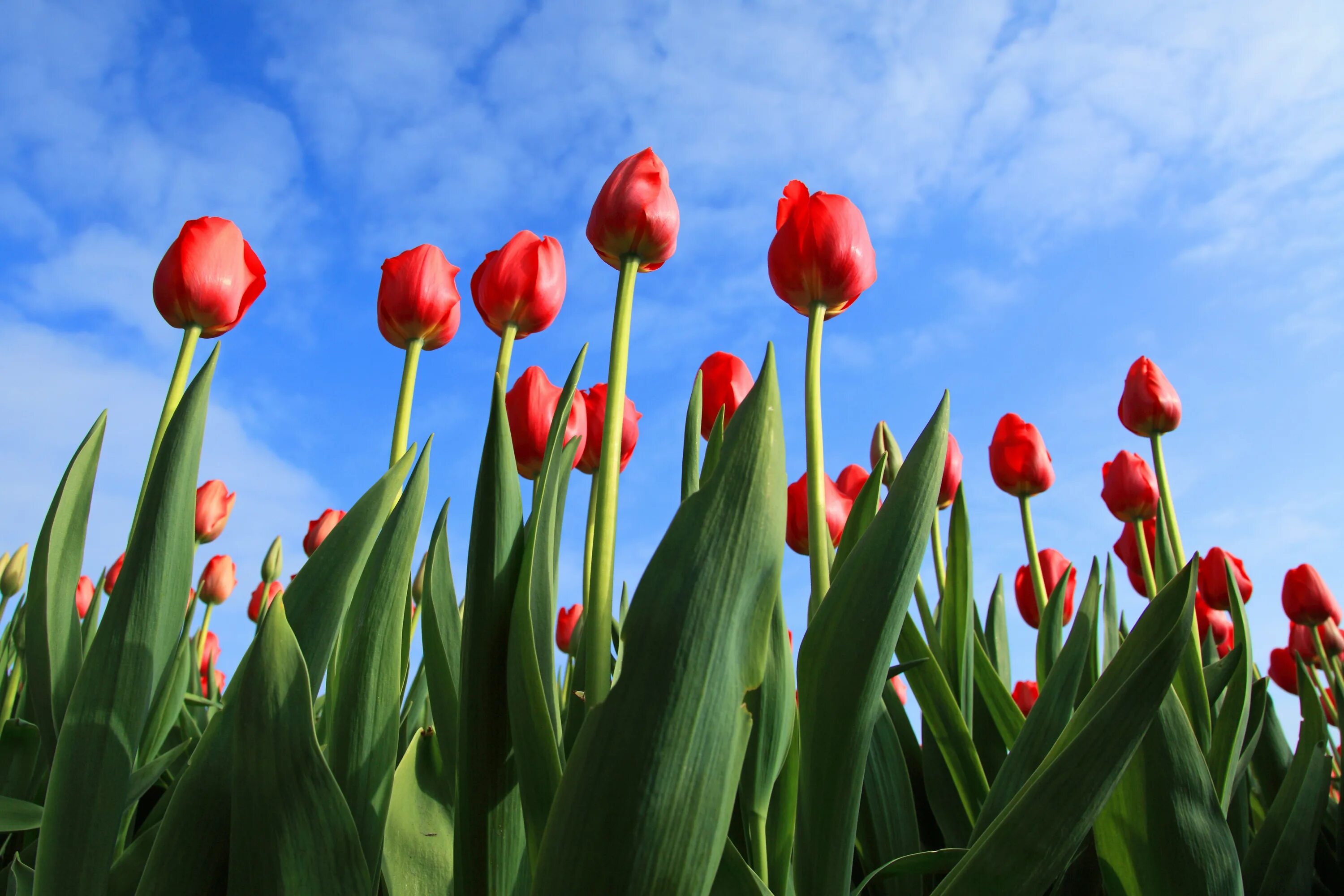 Тюльпан Danija. Тюльпан Тулип. Тюльпан Tulipa. Dome тюльпаны (Tulips) 031003. Посажу цветы тюльпаны песня