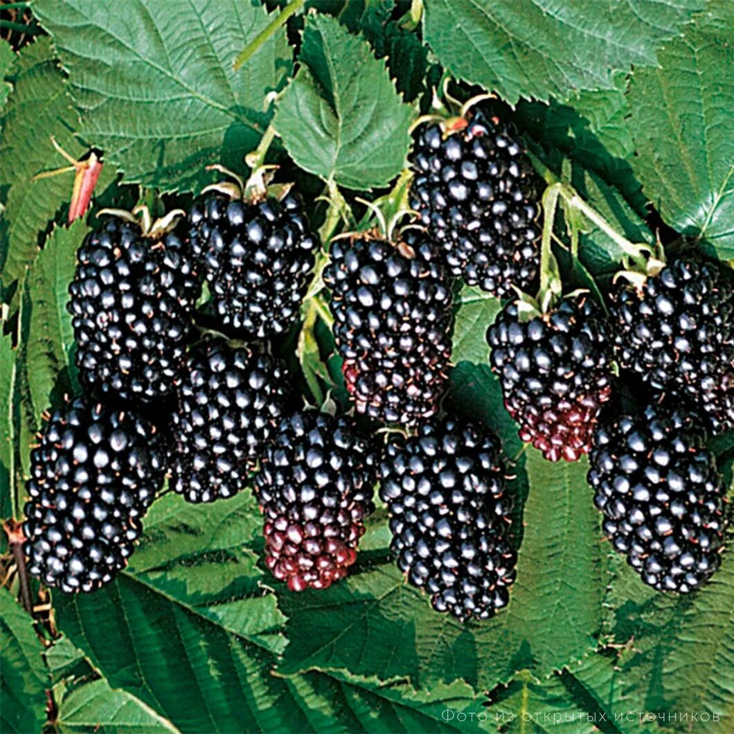 Ежевика thornfree. Ежевика какой сорт. Ежевика натчез. Ежевика карака блэк karaka black. Ежевика сортвошито.