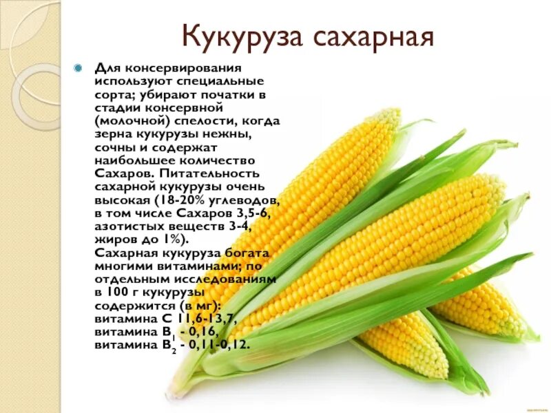 С какого возраста детям можно кукурузу