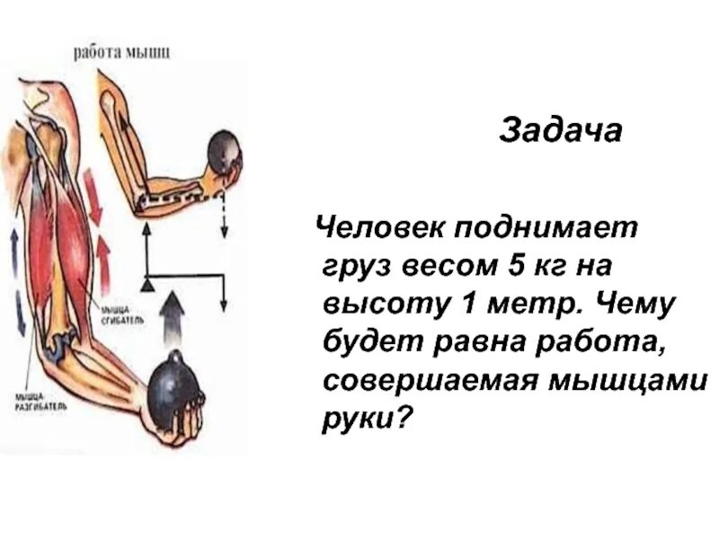 Вес поднимаемый человеком. Человек поднимает груз работа. Человек поднимает человека. Чему равна работа мышц. Человек совершает работу.