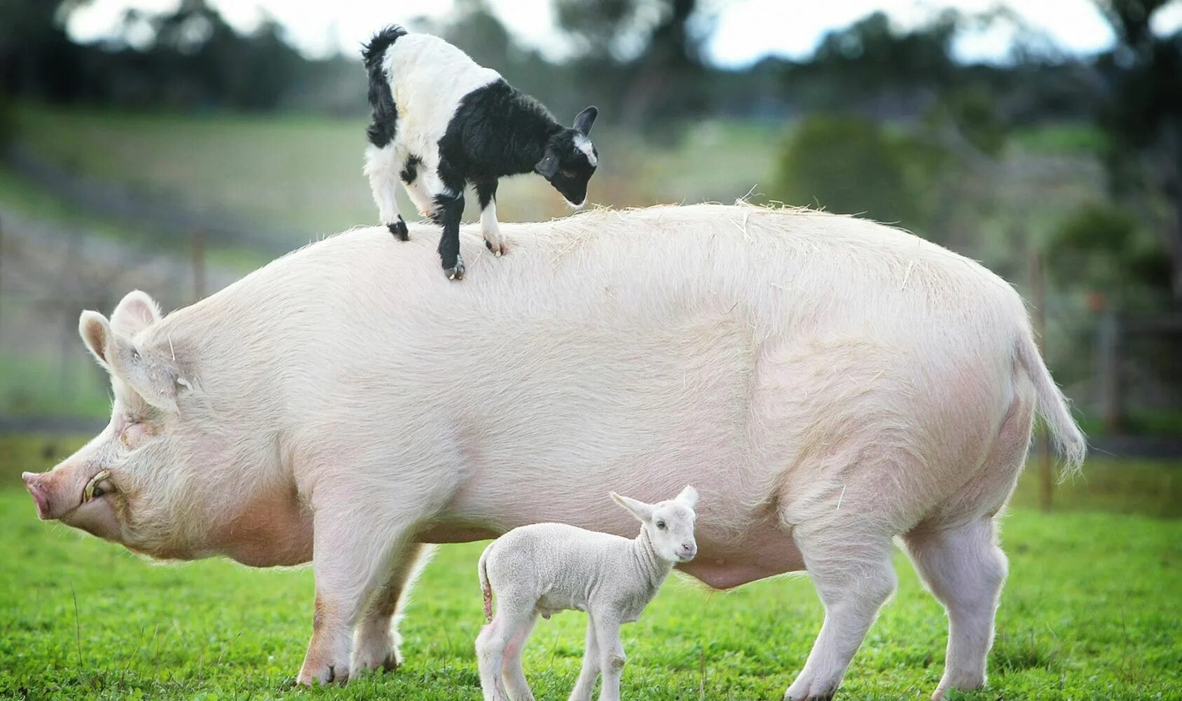 Пара свинок. Домашние животные свинья с поросятами. Свиньи на ферме. Пара свиней. Свинина животное.
