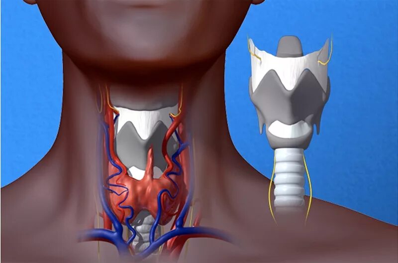 Щитовидный хрящ анатомия у человека. Щитовидная железа анатомия хрящи. Разорвать глоток
